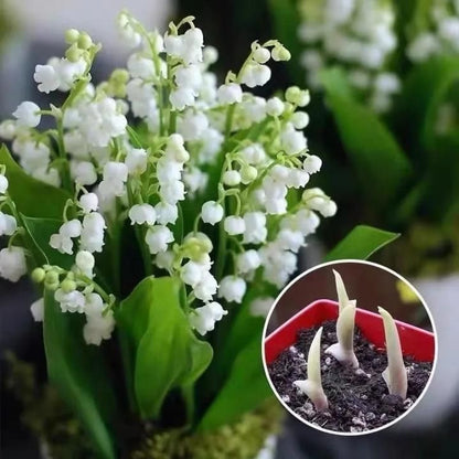 Lily of the Valley Seeds