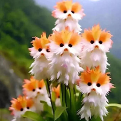 Cat Eye Dazzle Seeds + Plant Growth Serum Free