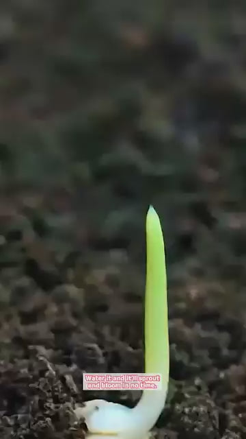 Cat Eye Dazzle Seeds + Plant Growth Serum Free