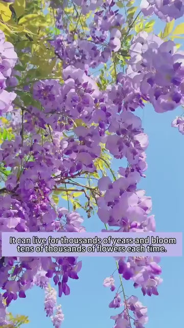 purple wisteria Cascading Beauty All Year Round